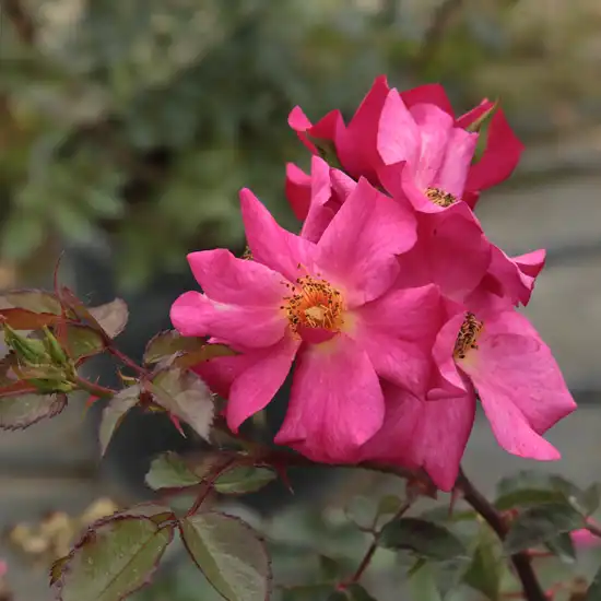 Rosa Barbie™ - roz - trandafir pentru straturi Polyantha